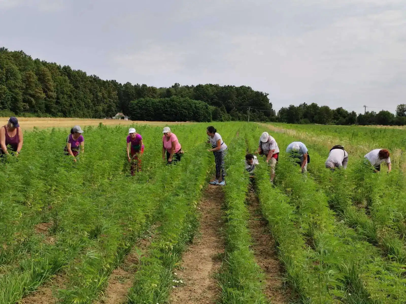 Eine Gruppe von Menschen, die auf einem Feld Erntearbeiten verrichten.