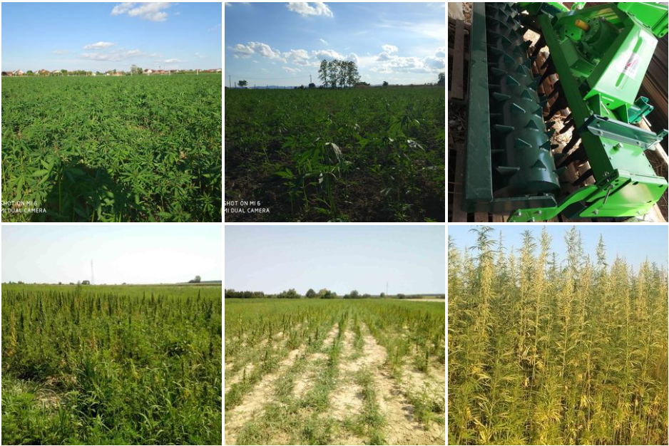 Hanftee ganze knospen (40g) - eco zertifiziert (hr-eko-07)