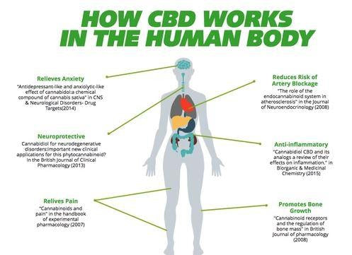CBD-Bedeutung bei multiplen gesundheitlichen Komplikationen-Eco-Cannabis.eu
