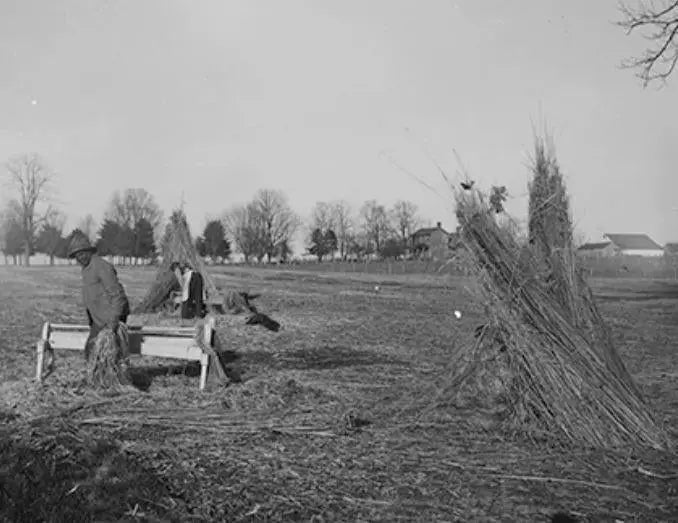 Traditionelle und moderne Verwendung von Hanf: Hanftee und Hanfprodukte-Eco-Cannabis.eu