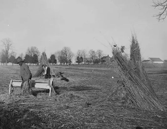 Traditionelle und moderne Verwendung von Hanf: Hanftee und Hanfprodukte-Eco-Cannabis.eu