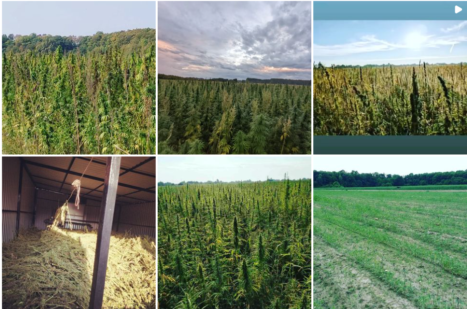 Hanftee ganze knospen (70g) - eco zertifiziert (hr-eko-07)