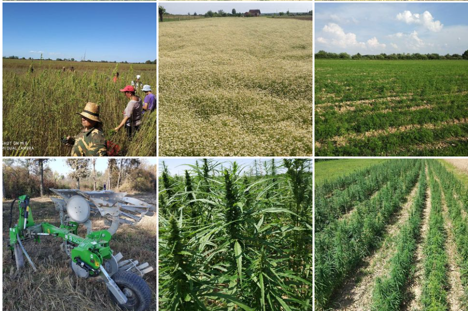 Hanftee ganze knospen (70g) - eco zertifiziert (hr-eko-07)