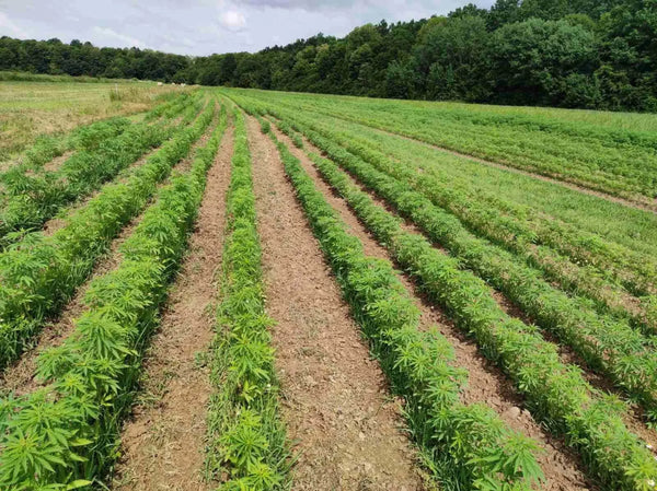 Über eco-cannabis