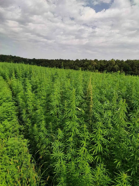 Über eco-cannabis