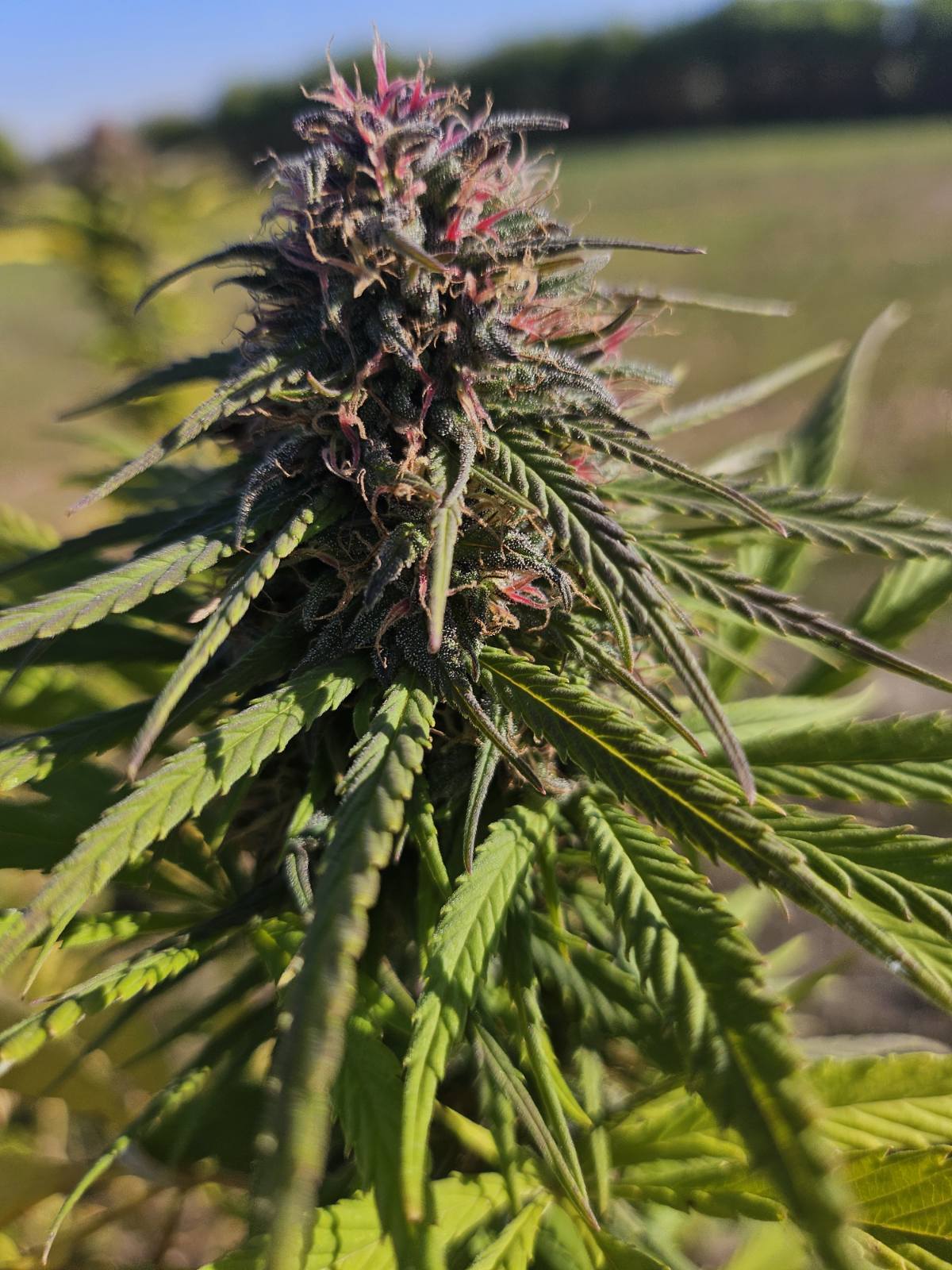 Premium - 8% hanftee ganze knospen bio (40g) - eco zertifiziert (hr-eko-07)