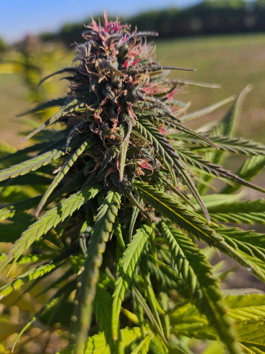 Premium - 8% hanftee ganze knospen bio (40g) - eco zertifiziert (hr-eko-07)